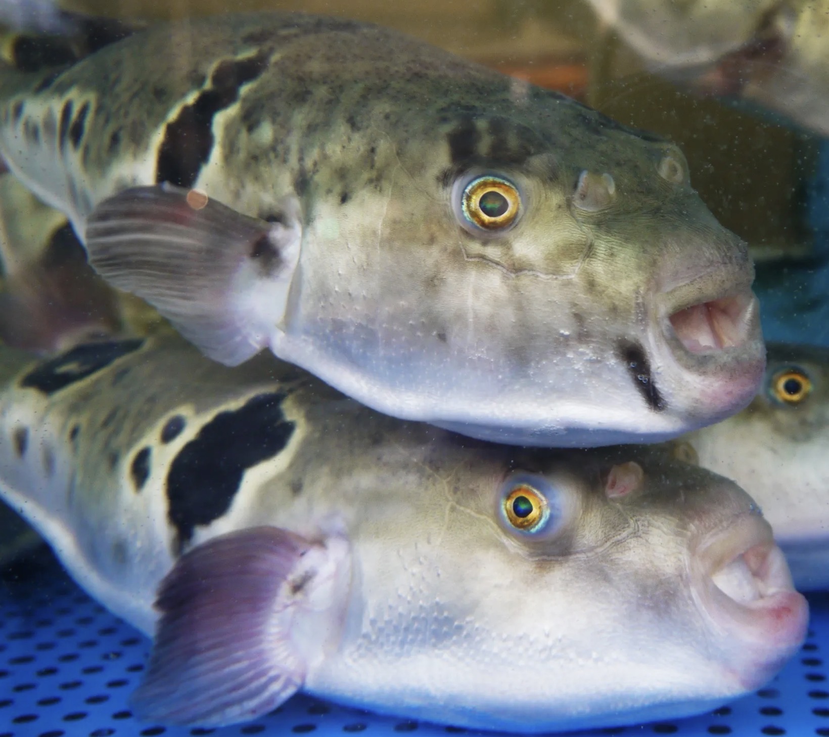Torafugu, pufferfish