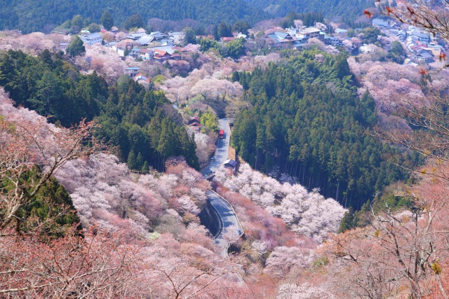 Senbonzakura, thousands of cherry blossoms in Nara